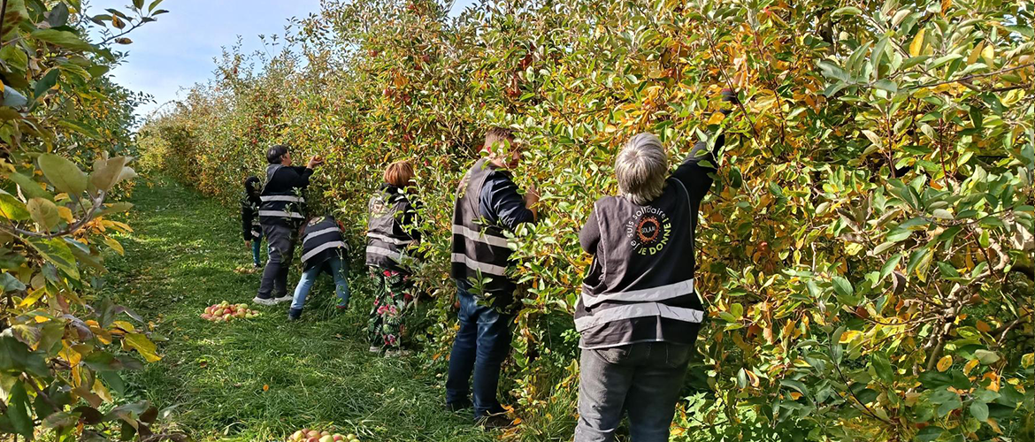 Les bénévoles ont cueillis 750kg de pommes au GAEC de Maronchamp. © Photo SOLAAL Grand Est