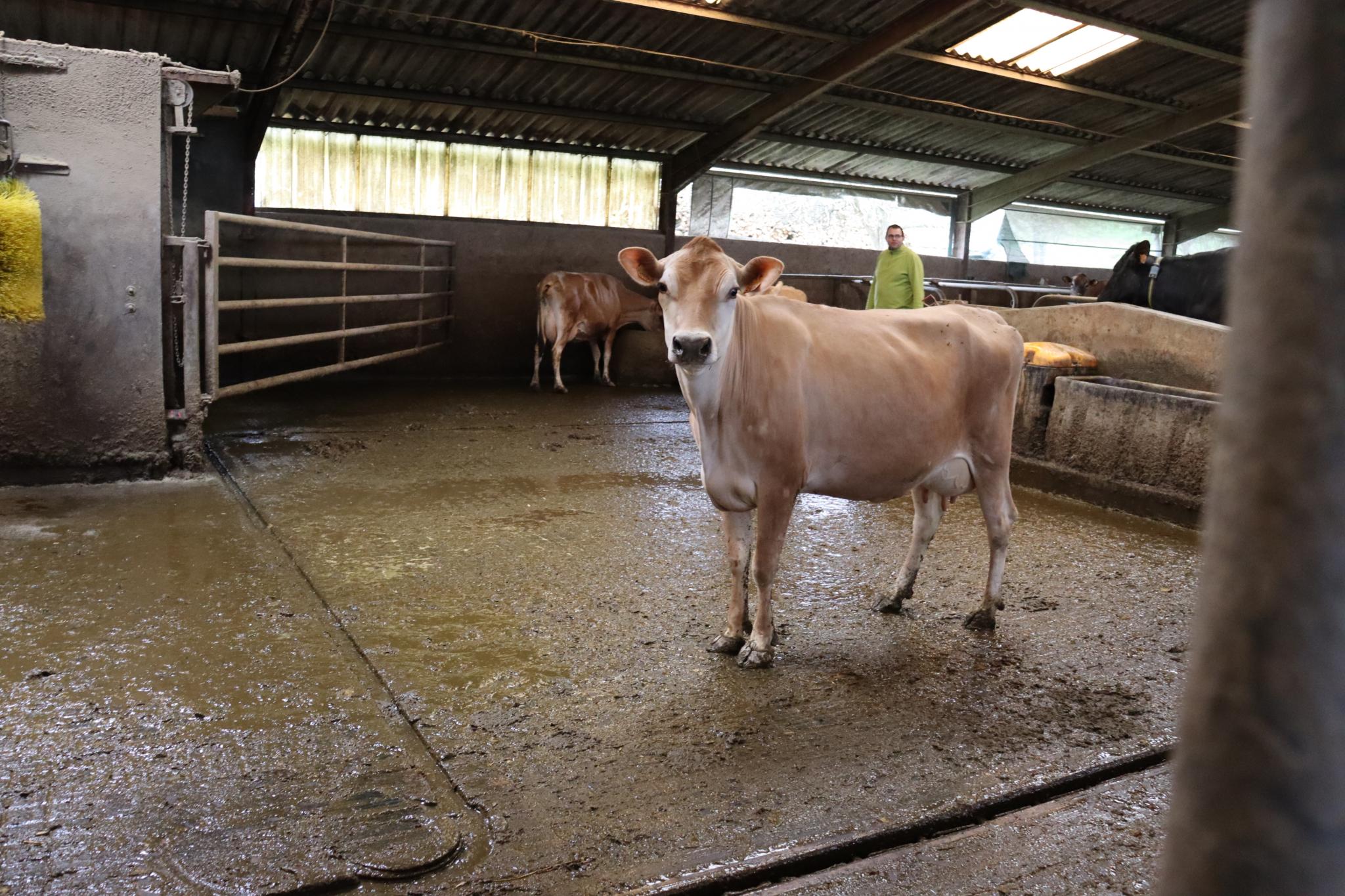 La petite taille des Jersiaises a permis aux éleveurs du GAEC Clair Argent l’optimiser l’ambiance de leur bâtiment d’élevage ©Marion FALIBOIS