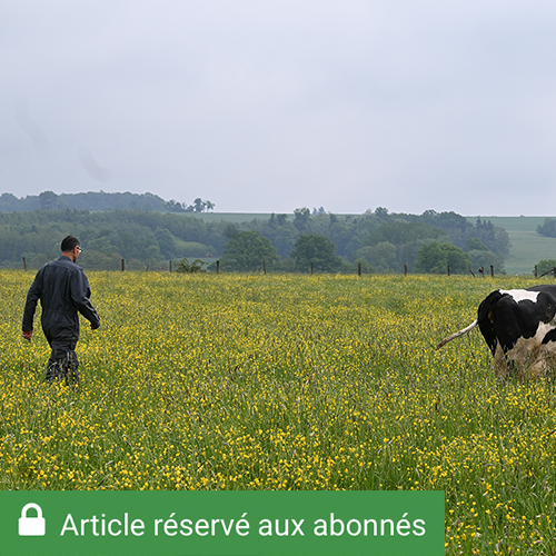 Dominique Bontems élève un troupeau de 60 vaches laitières dans un système de pâturage tournant dynamique. © Justine JORIS