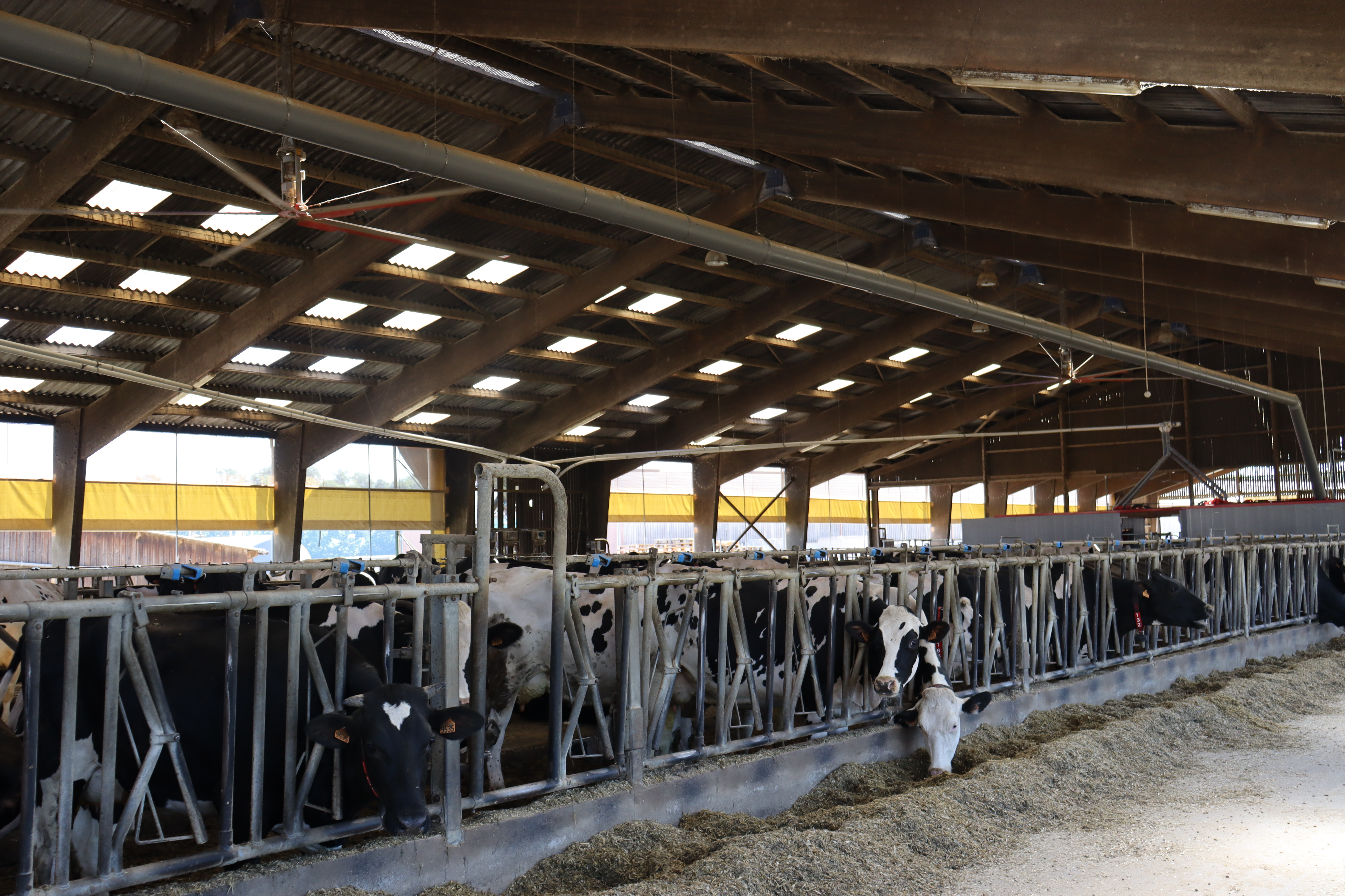 L’ouverture du bâtiment du GAEC D’Aydoilles combinée à l’installation de rideaux, permet aux vaches laitières de profiter de la ventilation naturelle, photo Marion Falibois.