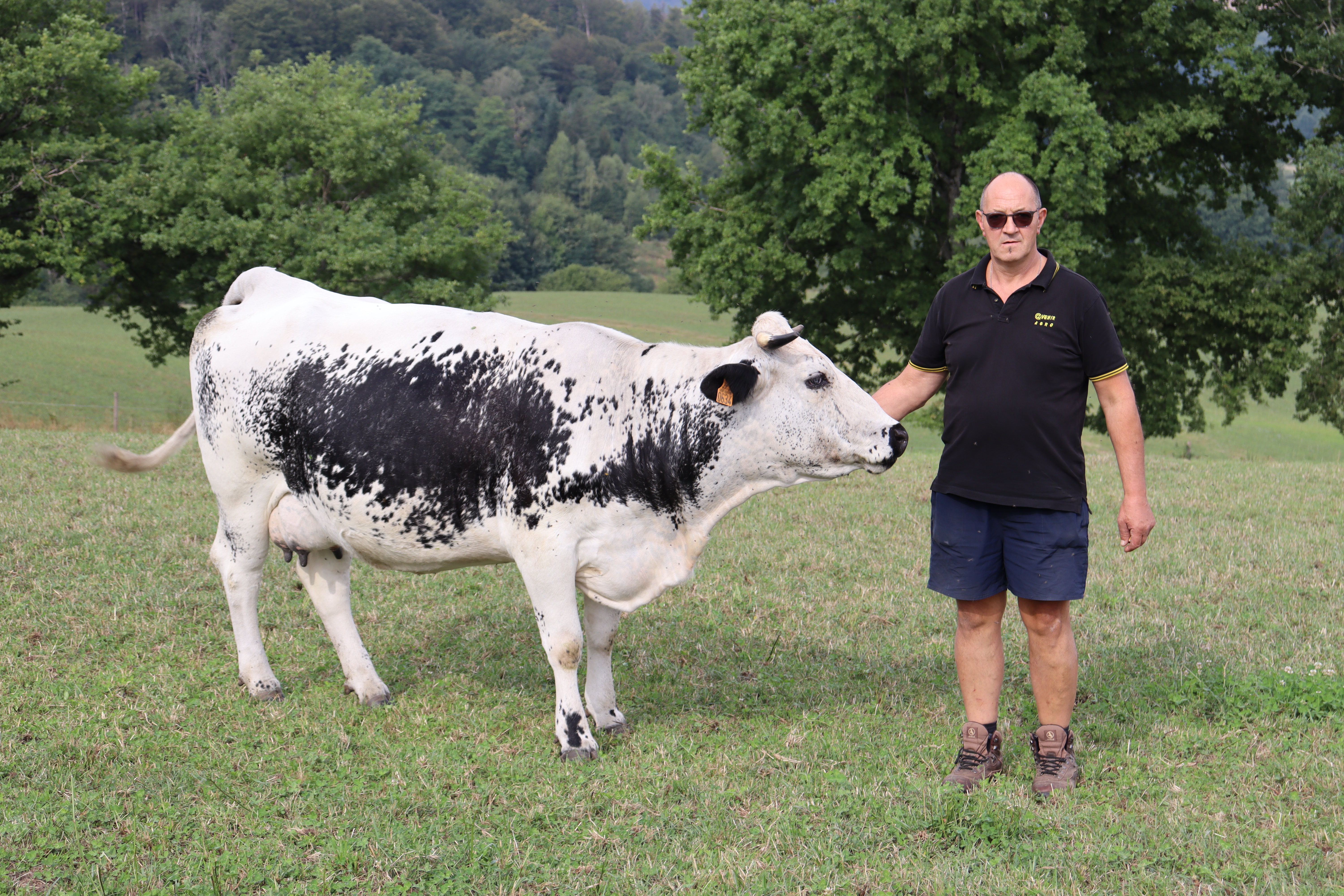 Rémi Pierre est éleveur de Vosgiennes depuis 25ans et participe depuis de nombreuses années aux concours d’élevage, photo Marion Falibois.