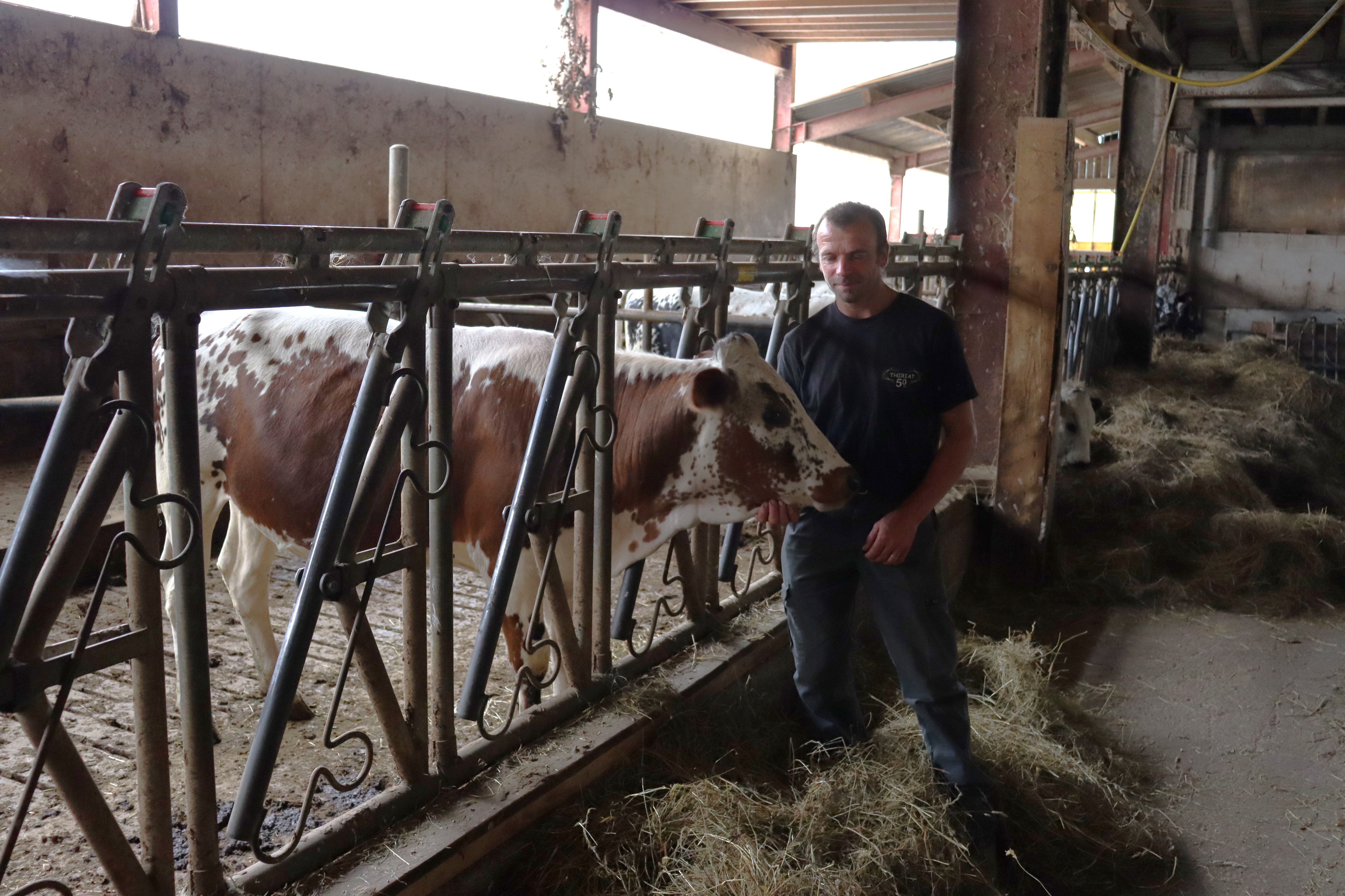 Parmi les vaches présentées par l’EARL de la chapelle des Vés, Frédéric Vaxelaire présente pour la première fois Sirène dans la section des génisses, photo Marion Falibois.
