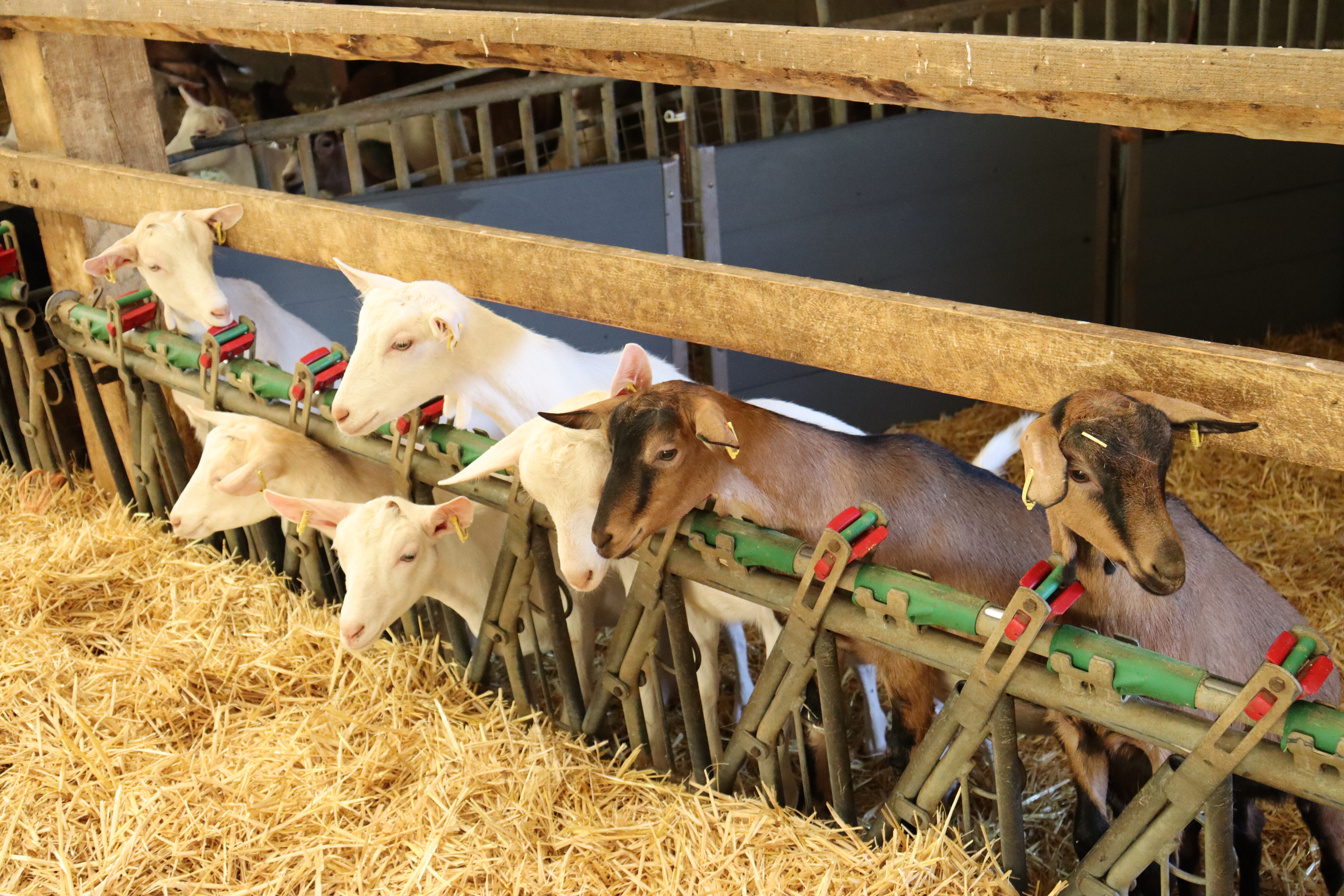 La ferme ouvre ses portes tous les soirs à 17h pour des visites libres et gratuites de la chèvrerie (à l’exception des dimanches et jours fériés) ©Marion Falibois