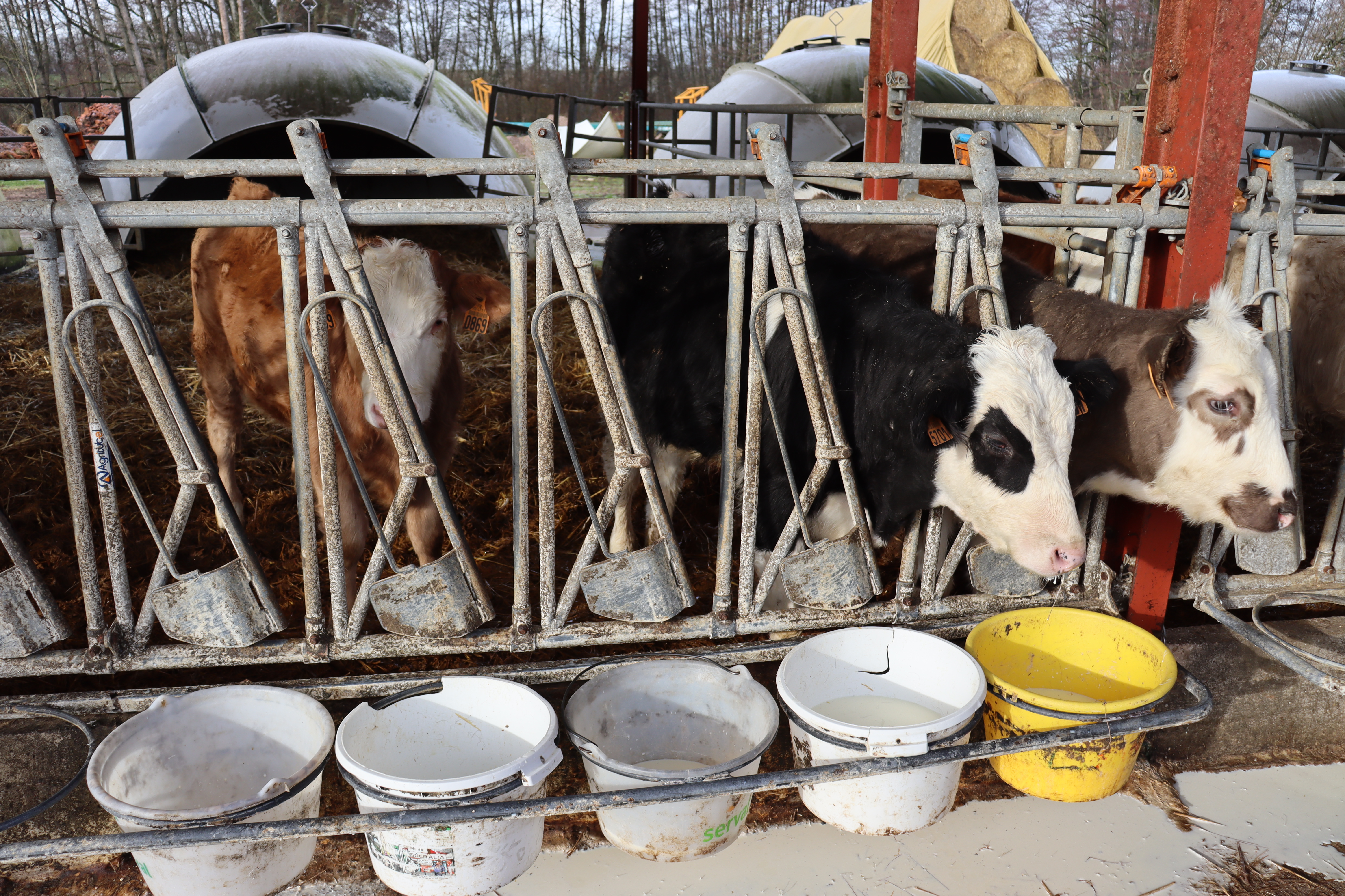 L’exploitation à dominante laitière dispose aussi d’un atelier veaux de boucherie qui s’est développé d’année en année grâce à un circuit de commercialisation via des magasins de producteurs. ©Marion Falibois
