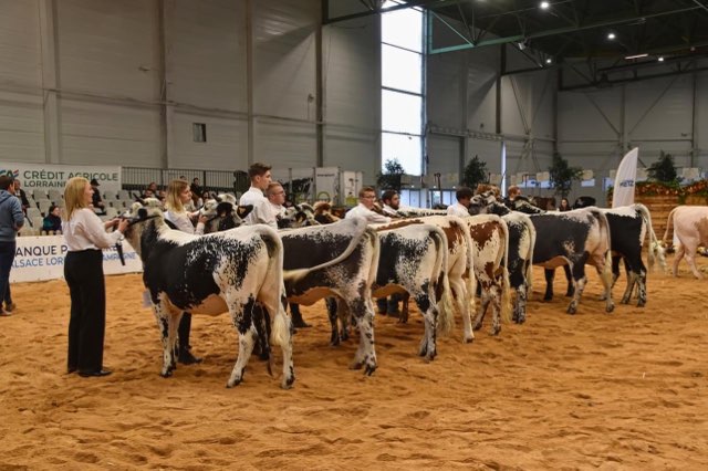Cette année 6 élevages et 14 Vosgiennes étaient présents à Agrimax ©Guillaume Moy Photographies