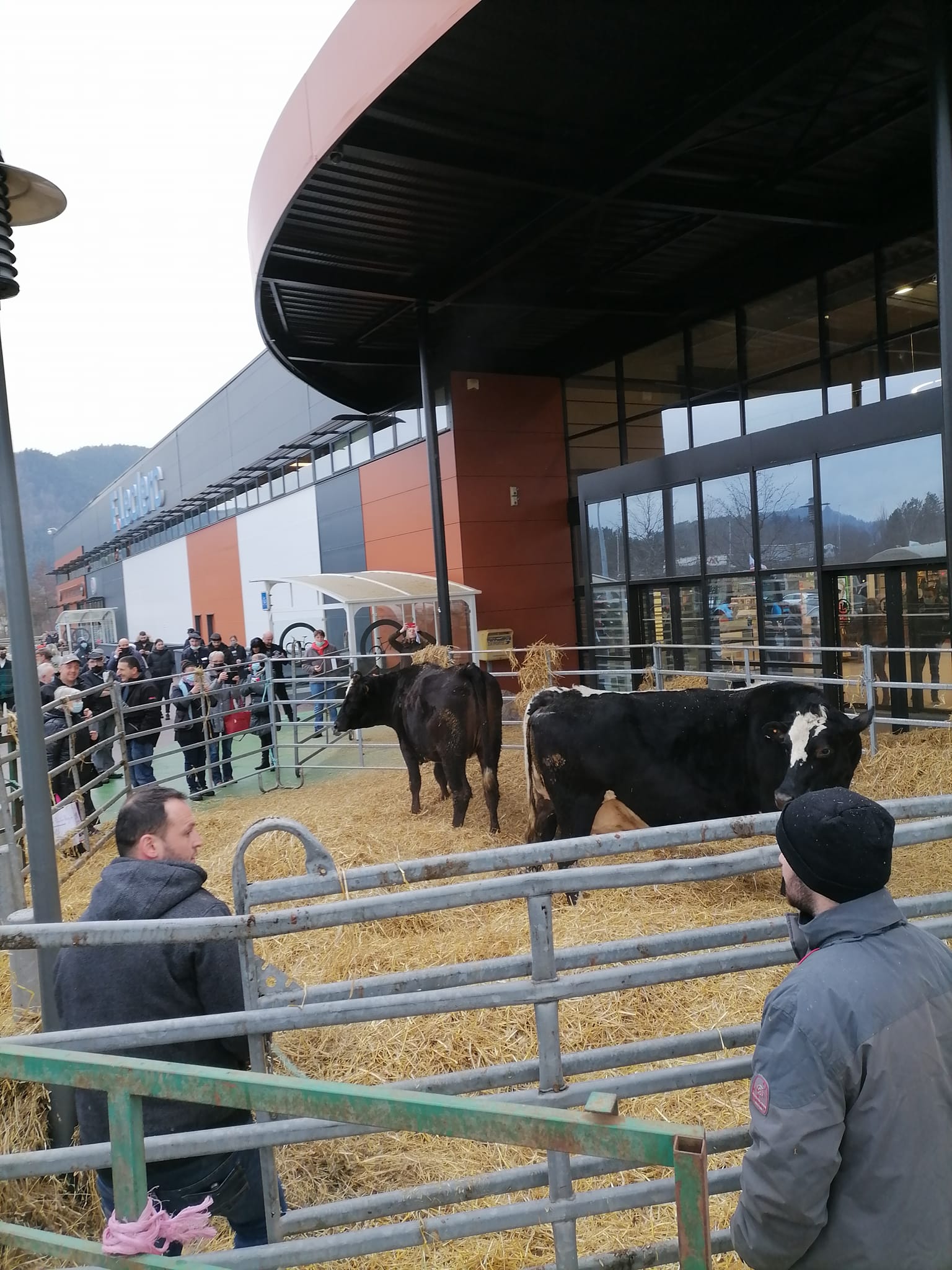 A Saint-Dié-des-Vosges les vaches étaient aussi de sortie pour protester contre le non respect de la loi EGAlim 2 photo Nicolas Robinot