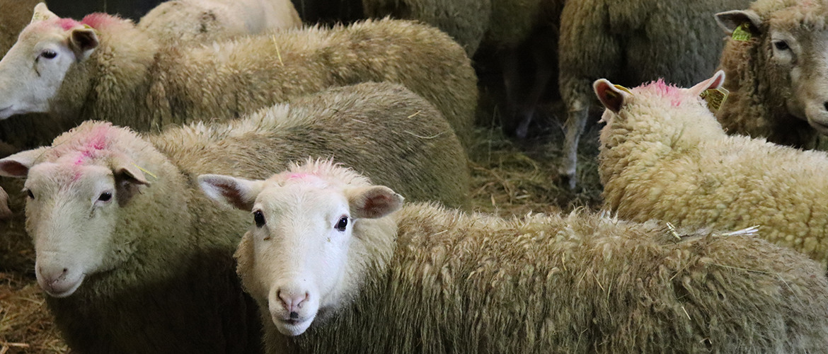 Malgré les récentes difficultés sanitaires rencontrées, la filière ovine reste prometteuse avec des prix moyens de l’agneau en augmentation. © Photo Marion FALIBOIS