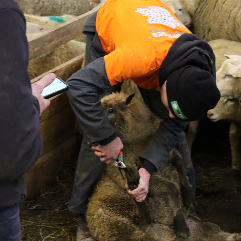 L’épreuve de parage des onglons fait maintenant partie des classiques des Ovinpiades. © Photo Marion FALIBOIS