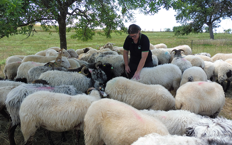 Bérengère Laurent, éleveuse à la Ferme du Guéoir, entourée de ses brebis laitières. © Camille COQUET