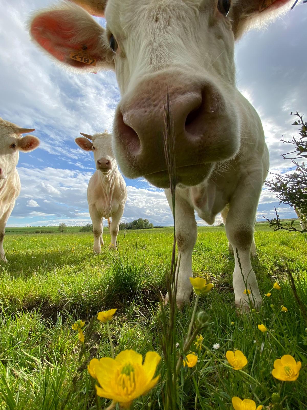 Des clichés pour faire vivre le quotidien sur la ferme. Photo : Anne Jacopin