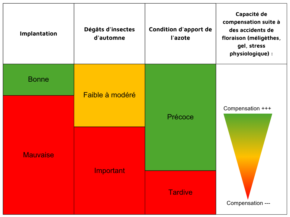 Capacité de compensation suite à des accidents de floraison (méligèthes, gel, stress physiologique)