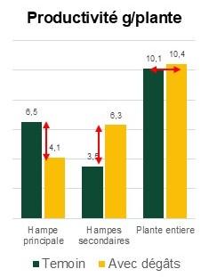 Graphique 1 – Essai avec endommagement artificiel de boutons au stade D2-E