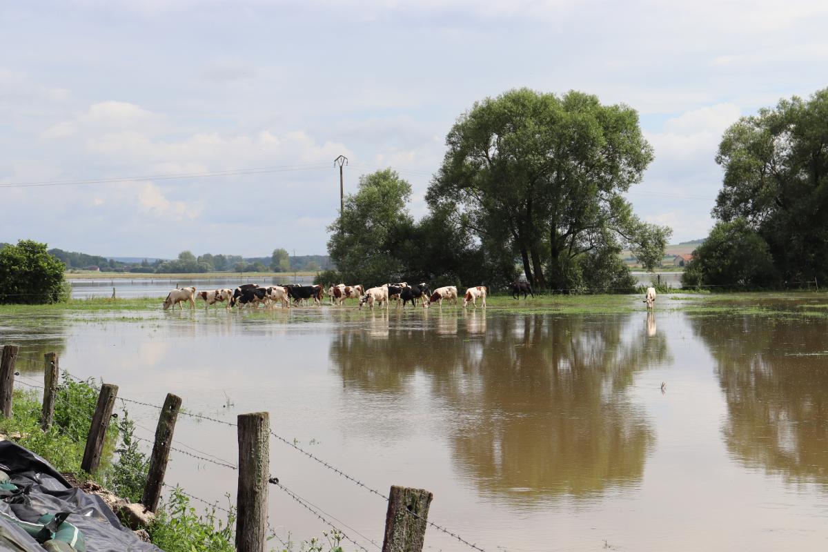 L’exploitation de Thierry Durand (Removille) a quasiment les pieds dans l’eau.Photo : M.Palmieri