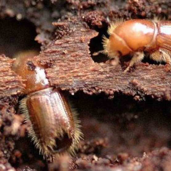 Illustration scolytes Photo DR