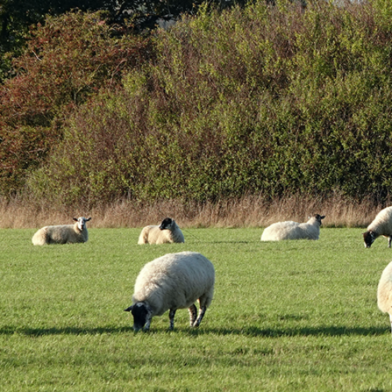 Troupeau de moutons. Photo libre de droit