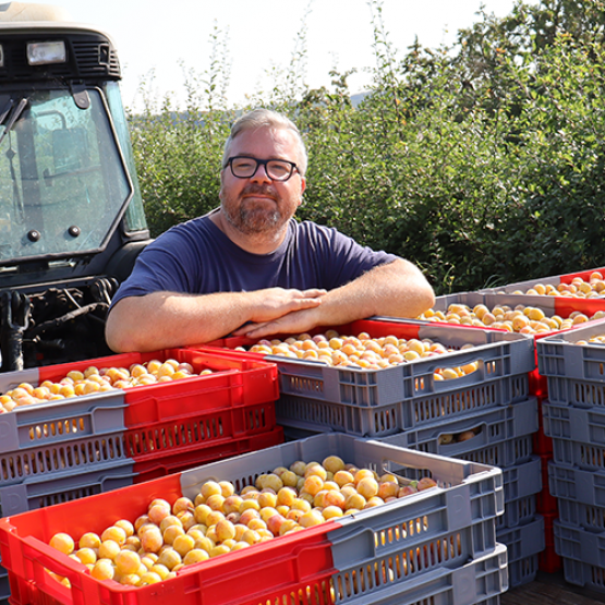 Benjamin Godfroy est arboriculteur sur la commune de Rainville dans les Vosges. Il produit principalement des mirabelles de Lorraine mais aussi des quetsches et des cerises griotte. © Marion Falibois