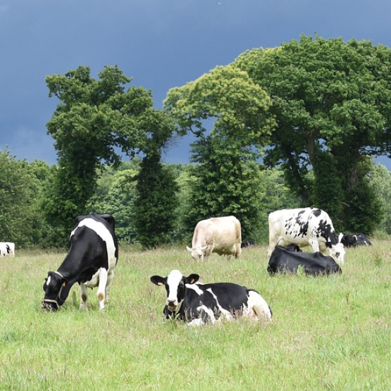 Vaches au pré. ©Photo Jackie Lou DL