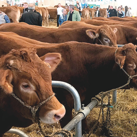 Dans le hall des races allaitantes, les Limousines faisaient face aux invités de l'édition 2024 : la race Aubrac. © Photo DR