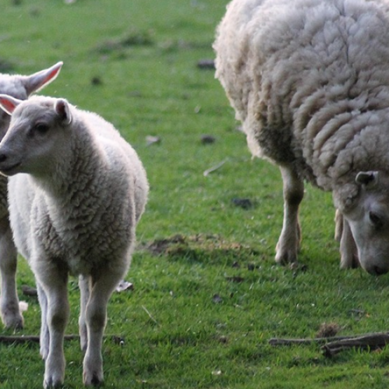 Moutons au pré. © Photo sous licence CC