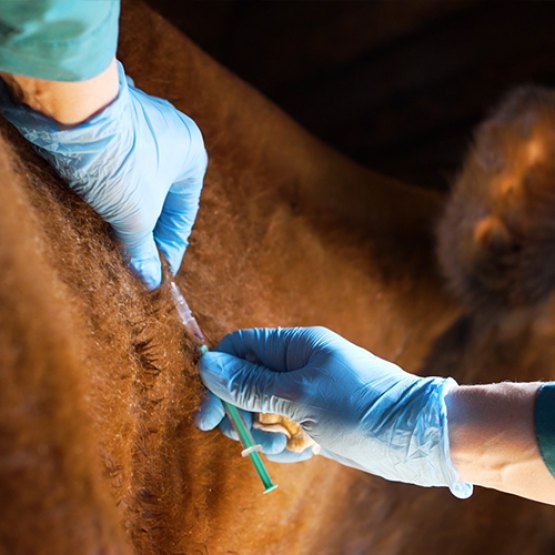 Vaccination des bovins. © Photo DR iStock