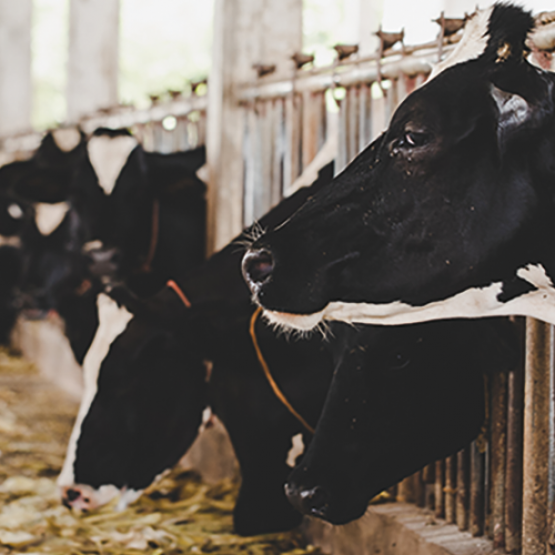 Vaches laitières. © Photo DR iStock