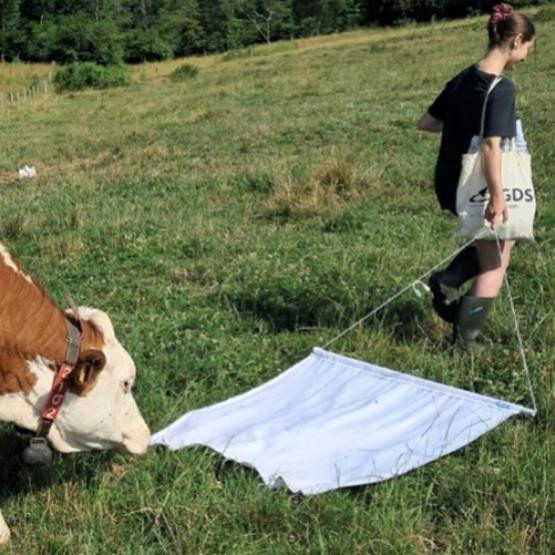 Prélèvement de tiques par le GDS des Vosges dans une pâture de vaches laitières via la méthode du drapeau © Photo GDS des Vosges
