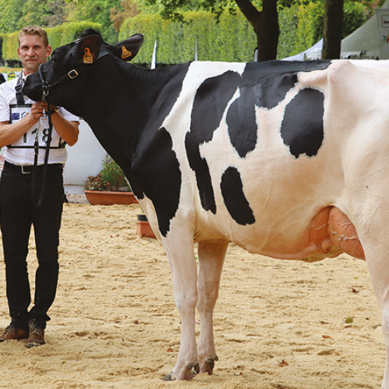 Rasberry, du Gaec Harmand Peltre à Guermange (Moselle), grande championne de Lunéville. © Photo DR