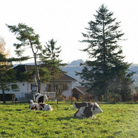 Pour limiter le gaspillage de l'herbe, le pâturage tournant est un levier efficace. © Photo DR