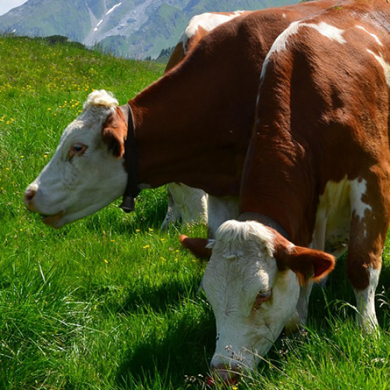 Vaches en pâturage en montagne. © Photo sous licence CC