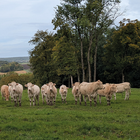 Vaches au pré. © Photo Aline Aubry