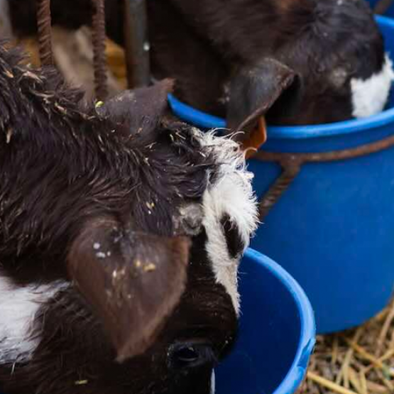 Veaux © Photo DR iStock