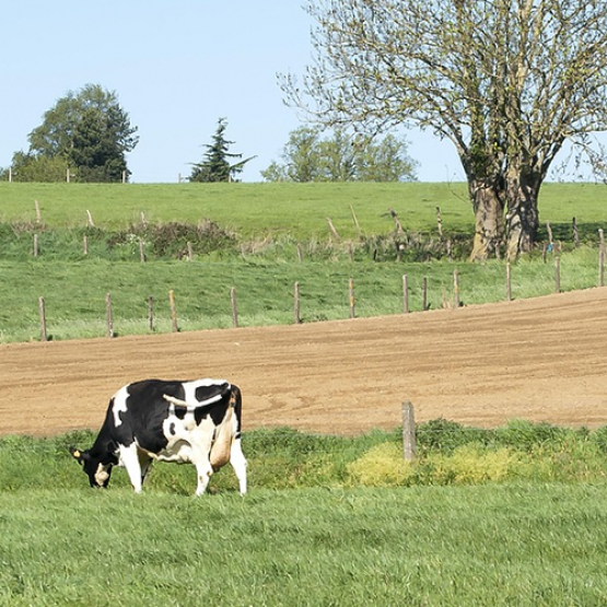 Vaches laitières. © Photo sous licence CC