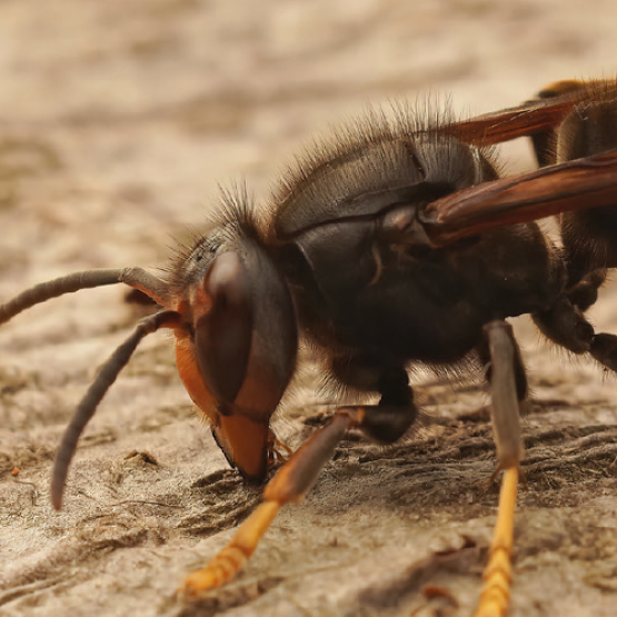 Frelon asiatique © Photo sous licence CC