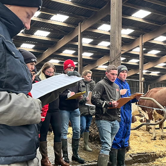 Les jeunes évaluent les bovins suivant différents critères. © Photo archives JA 88