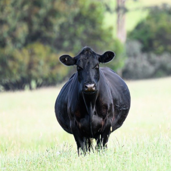 Vache enceinte. © Photo sous licence CC