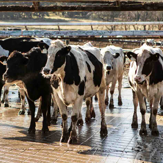 Ferme laitière © Photo DR iStock