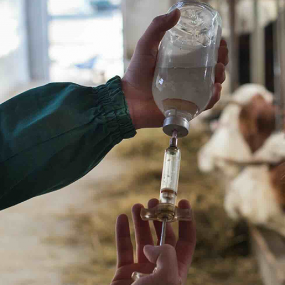 Vaccination des vaches. © Photo DR iStock