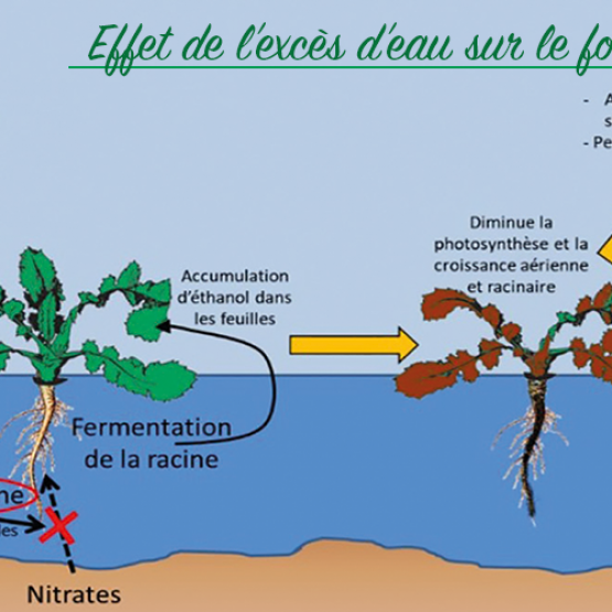 Schéma présentant l'effet de l’excès d’eau sur le fonctionnement du colza. © Terres Inovia