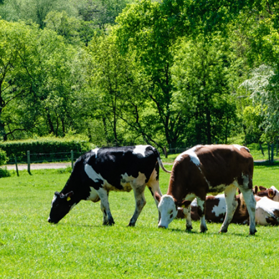 Les vaches sont misent au pré en fin d’hiver pour déprimer les prairies. © Photo sous licence CC
