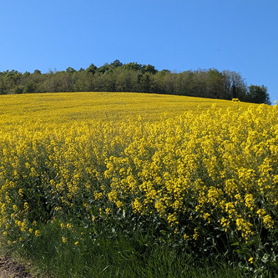Le colza est une plante reconnue pour sa capacité de compensation lors de la floraison. © Photo Aline AUBRY