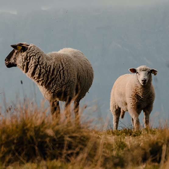 Moutons. © Photo sous licence CC