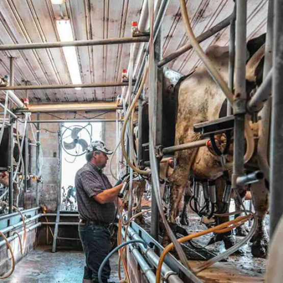 Moment de la traite des vaches laitières. © Photo DR iStock 