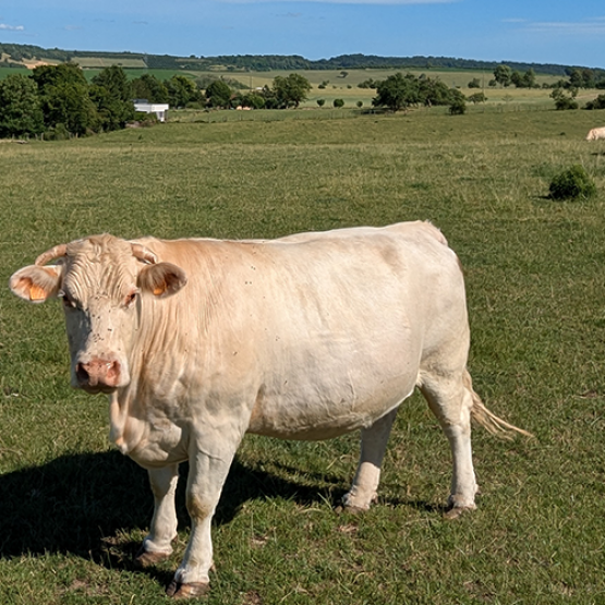 Vaches allaitantes au pré. © Photo Aline Aubry
