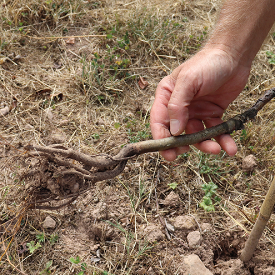L’hiver doux et la sécheresse ont renforcé la pression des campagnols sur les systèmes racinaires des plants ce qui occasionne de lourdes pertes. © Marion FALIBOIS