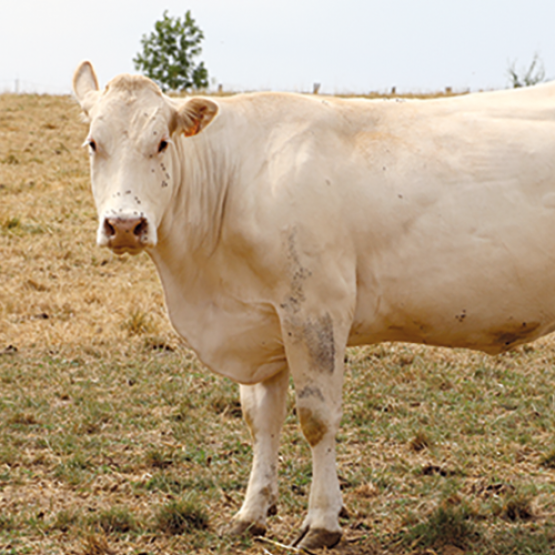 Après une sécheresse importante, il faut éviter une remise en pâture trop précoce pour préserver les prairies. © Photo DR