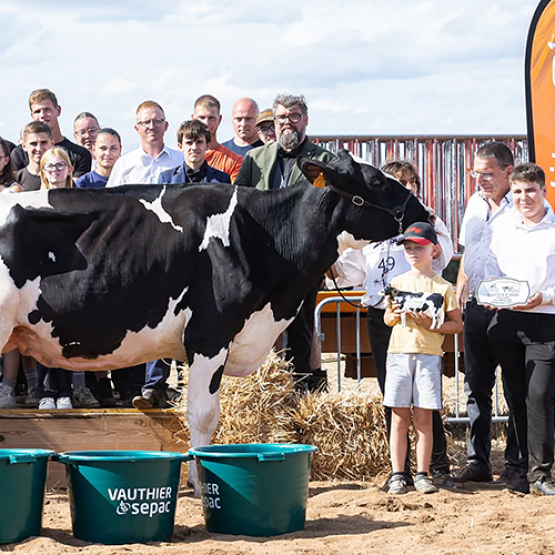 Cette année encore, l’association Top Génétique Vosges a présenté les plus beaux animaux du département à l’occasion d’un concours organisé en partenariat avec la Campagne S’AMuse. © Manon Laurain Photographie