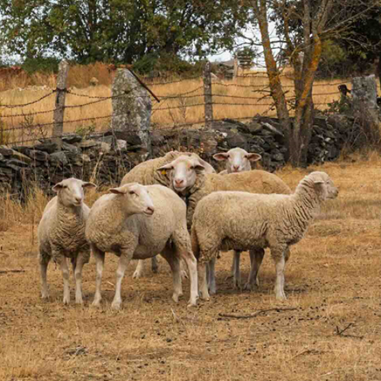 La sécheresse affecte les animaux dans les près. © Photo DR iStock