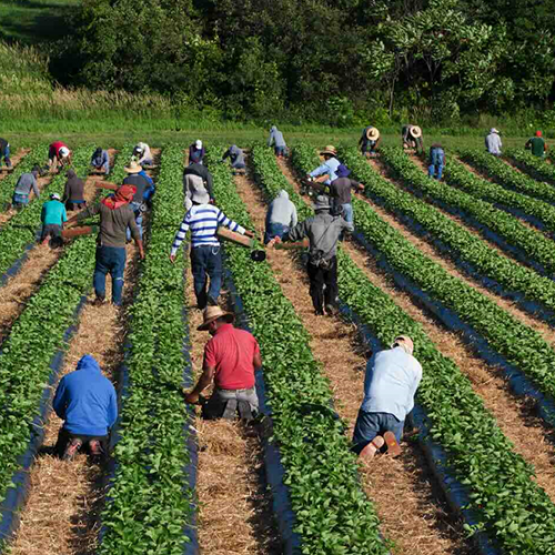 Employés agricoles dans un champ de fraisiers. © Photo iStock-PierreDesrosiers