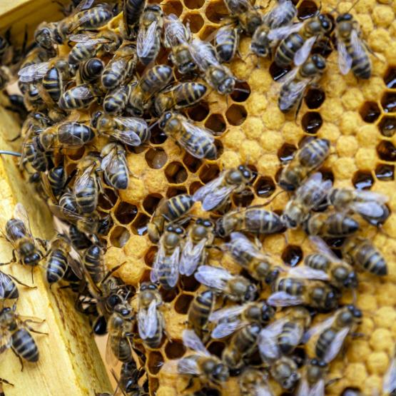 Abeilles en plein travail à la ruche. © Photo sous licence CC