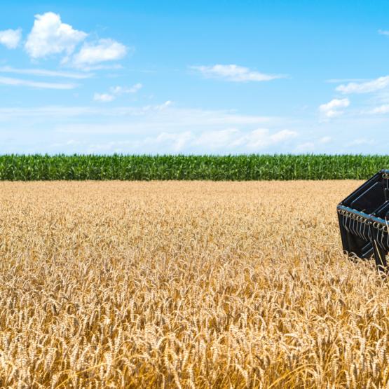 Champ en cours de moisson. © Photo sous licence CC